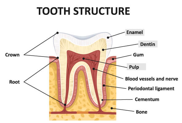 tooth-structure